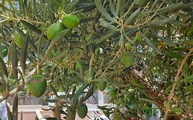 Alojamiento El Olivo